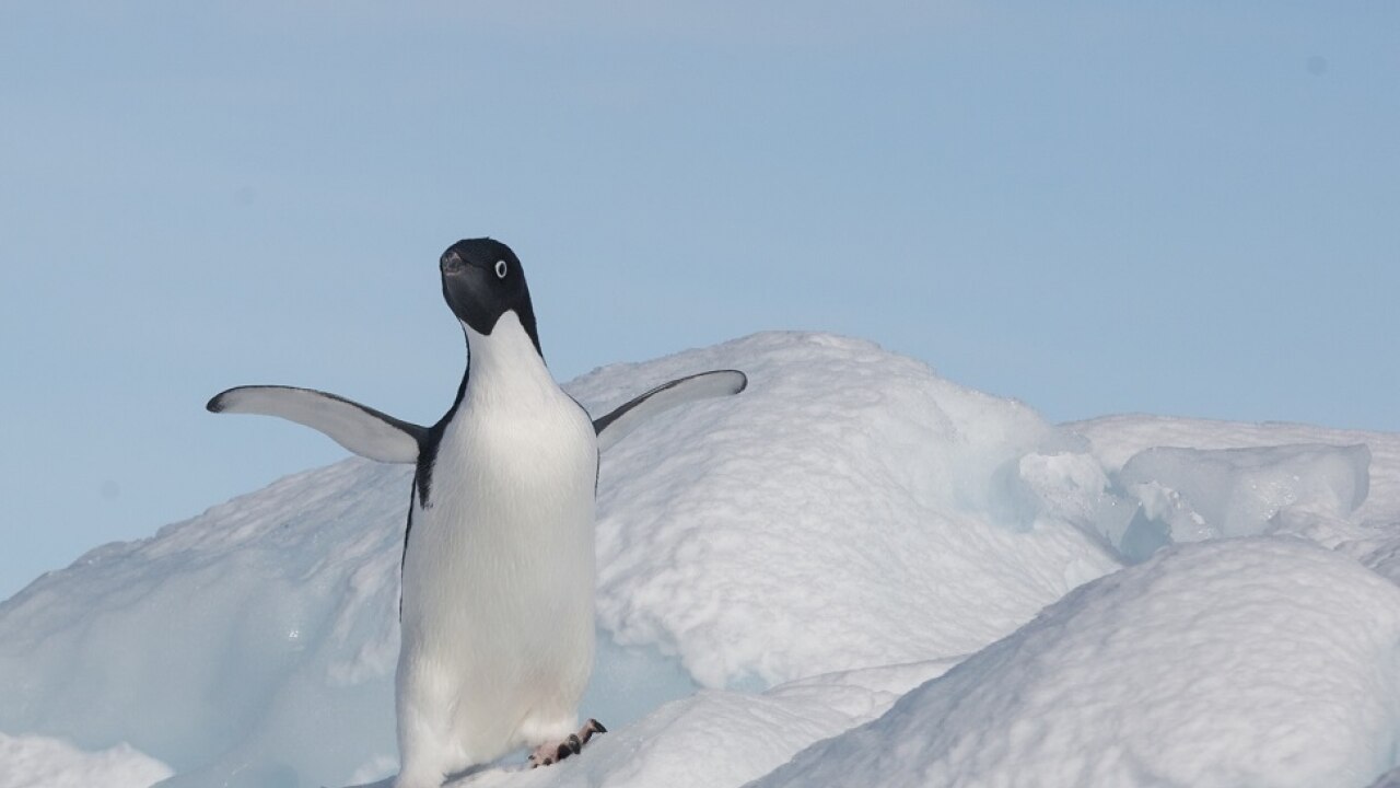 The lone Adeli Penguin near Brown Bluff island. Image Credit: Ankit Tapari