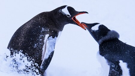 Gentoo penguin in playful mood. Image Credit: Ankit Taparia