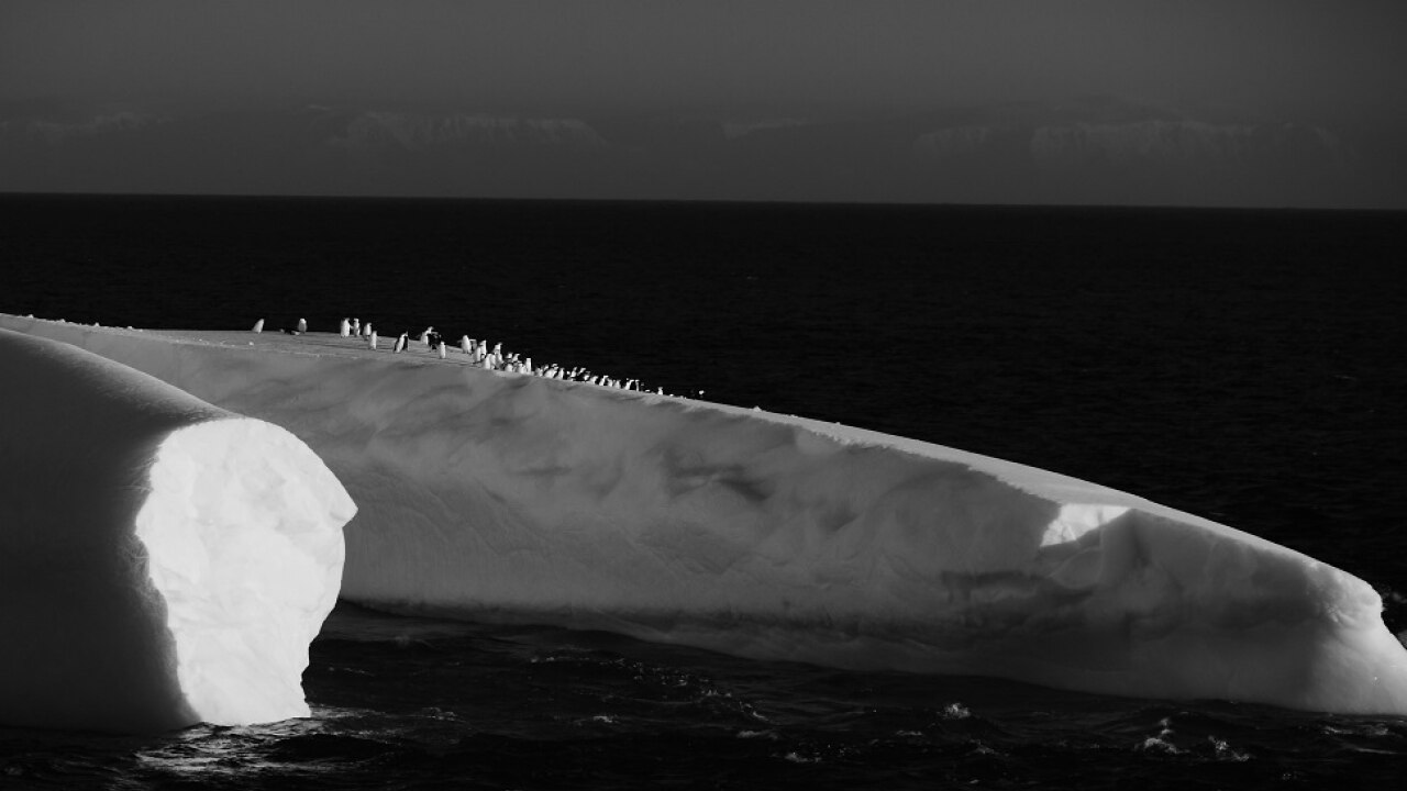 ChinStrap penguins saying good bye on last day of expedition. Image Credit: Ankit Taparia