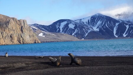 Fur Seals in playful mood at Deception island. Image Credit: Ankit Taparia
