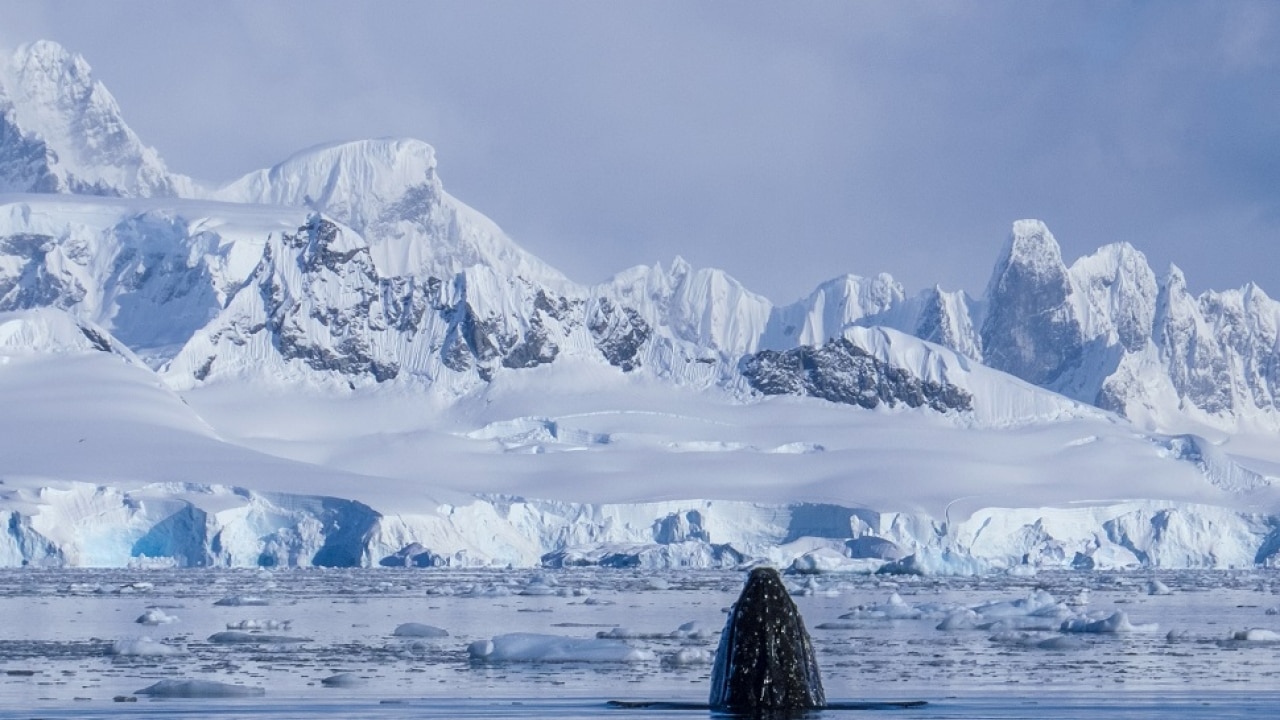 HumpBack whales. Image Credit: Ankit Taparia