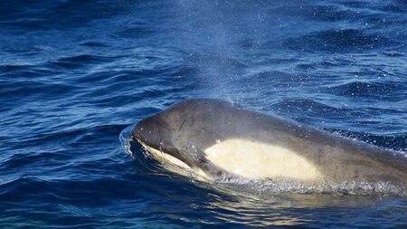 Orcas - The Killer Whales. Image Credit: Ankit Taparia