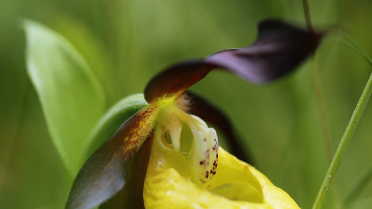 Orchids join endangered species list