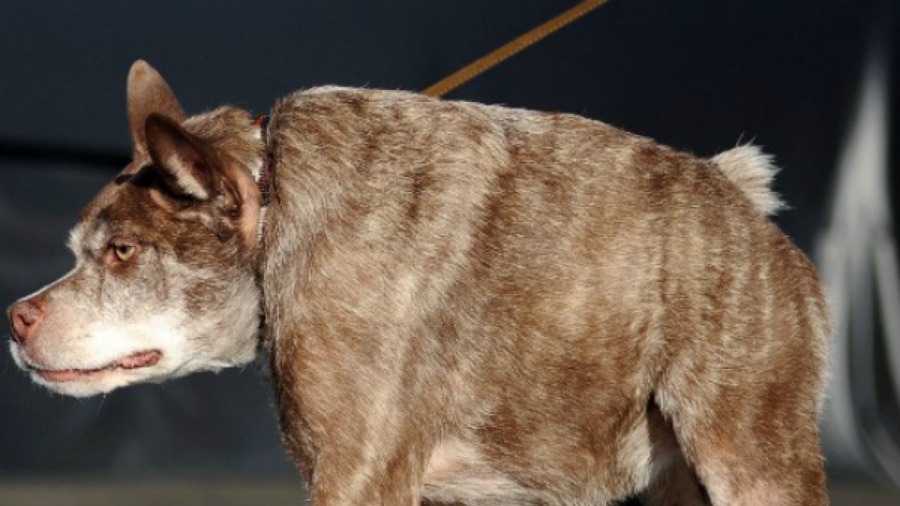 Сутулая собака Квазимодо