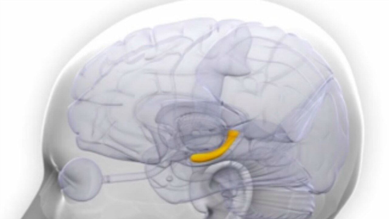 Scientists reveal how your brain forms memories