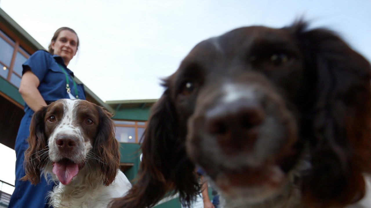 Dogs behave 'negatively' to people who are mean to their master New Study(02)