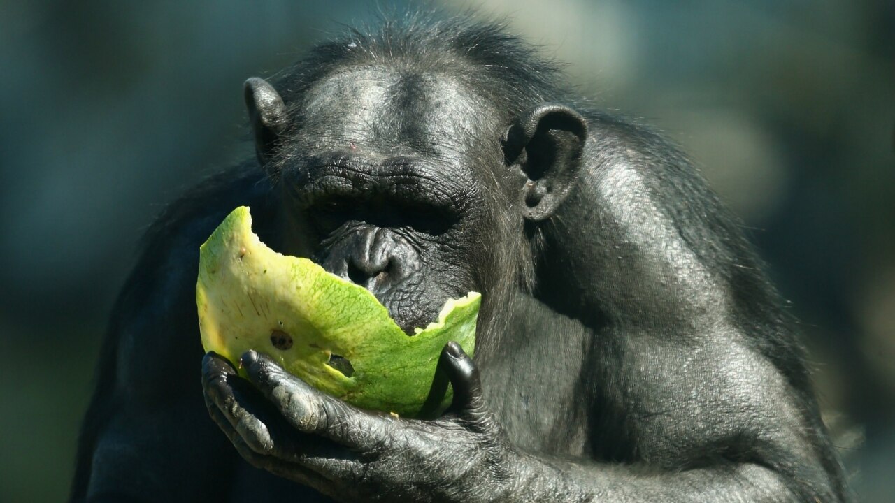back of chimpanzee hand back of chimpanzee hand