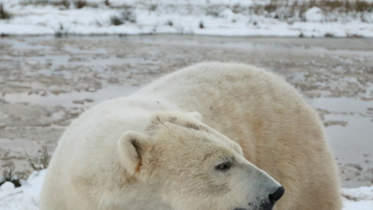 Polar bears end up 'starving' in summers at Arctic New Study