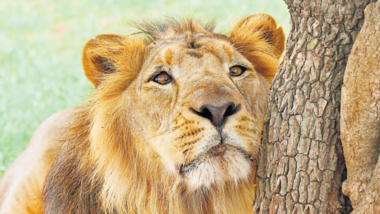 Lion population in Gir increases fourfold