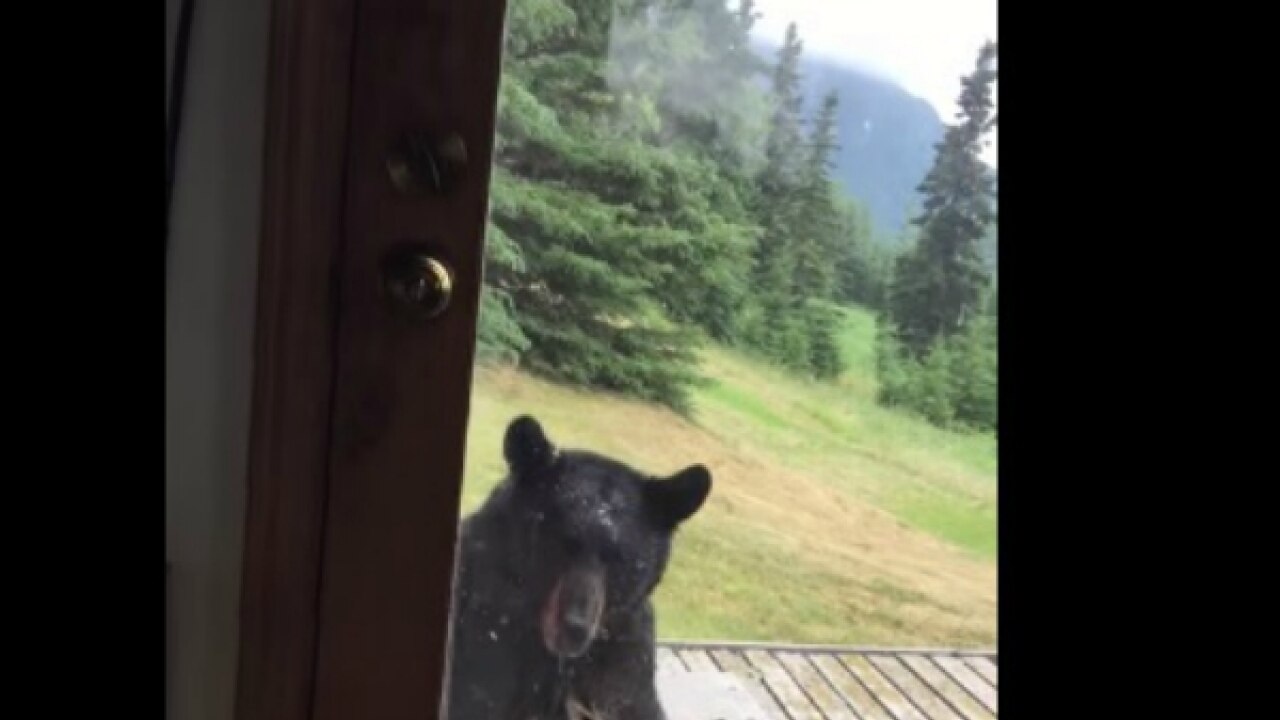 Viral Video Watch a cat scare the living hell out of a huge bear!