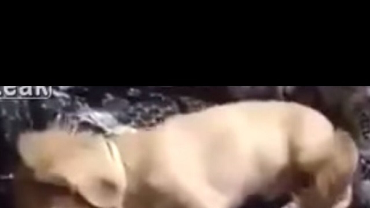 Find out what this dog does in his sleep