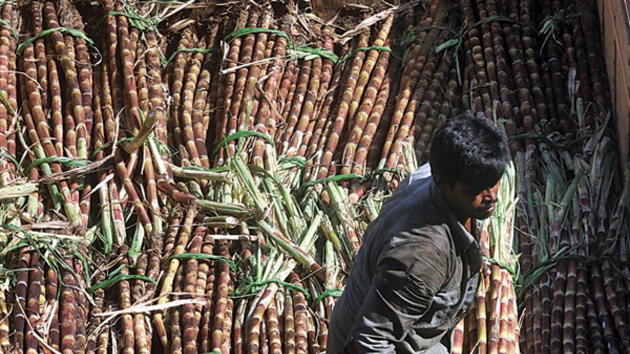 sugarcane-crushing-season