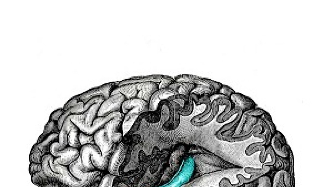 Our brains have a map for 'social navigation'