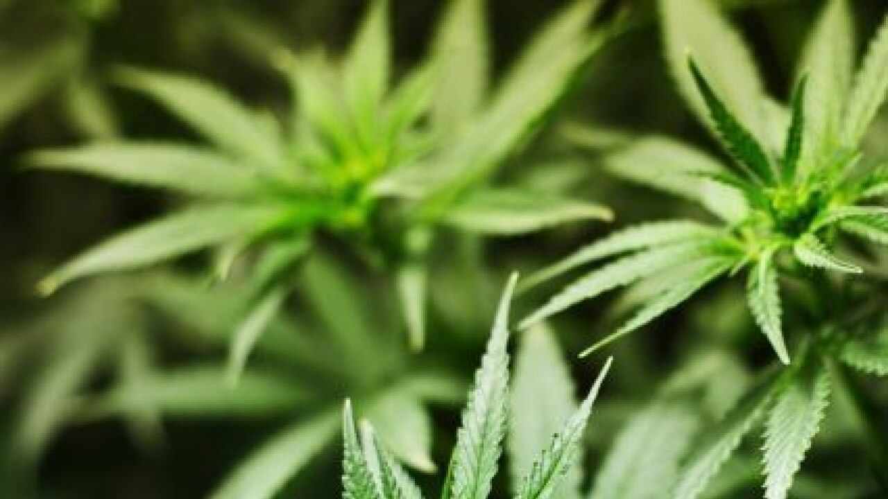 Down Under to get high: Australia to legalise growing medicinal marijuana