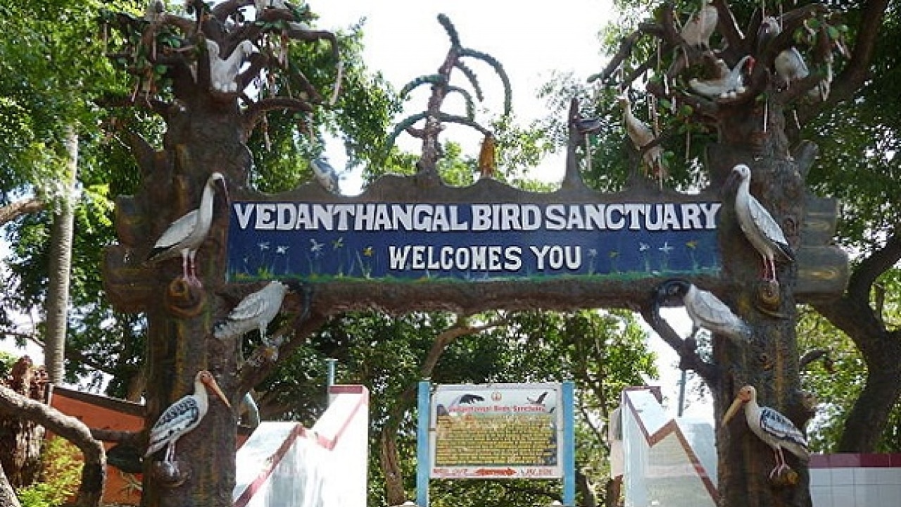 Image result for vedanthangal bird sanctuary