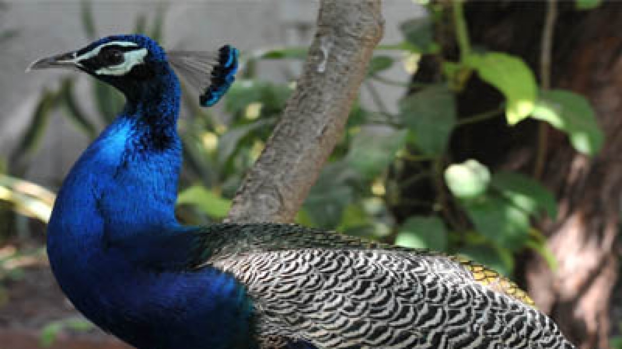 Thane: Rescued peacocks sent to Pune's Katraj Zoo Thane: Rescued peacocks sent to Pune's Katraj Zoo
