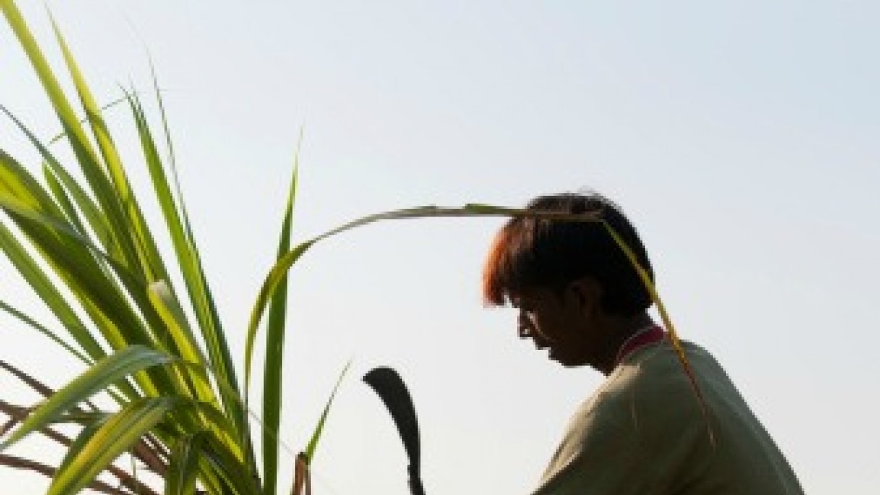 Ccea to pay production subsidy of rs 4. 50 per quintal to sugarcane farmers