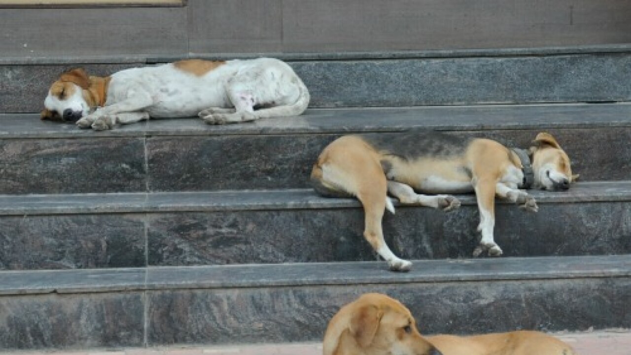 Supreme Court for humane killing of certain kind of stray dogs under rule