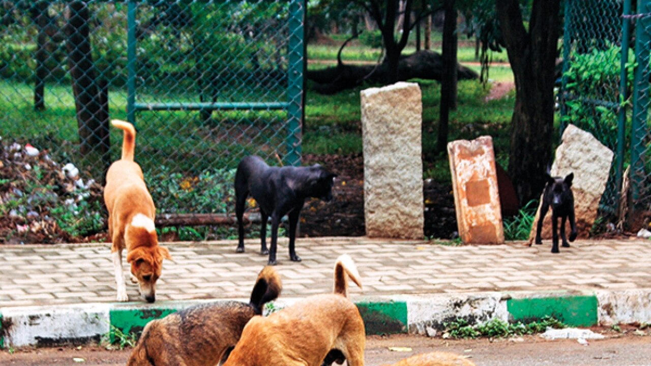 Supreme Court allows killing of irretrievably ill or mortally wounded stray  dogs