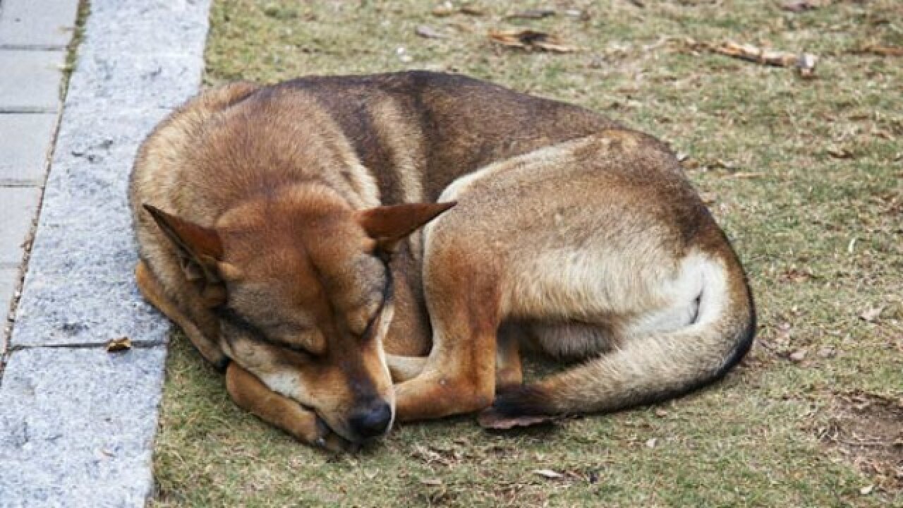 NGOs, cops battle whether to kill dog that ate its dead owner