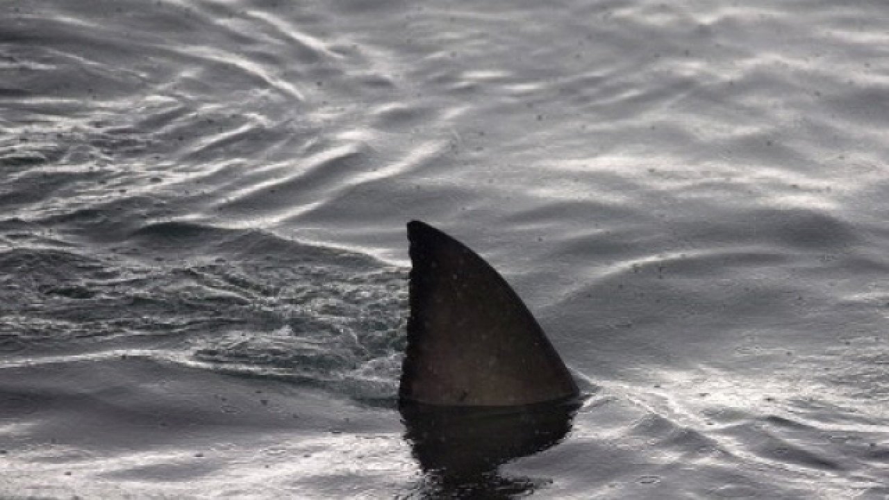 New Glow In The Dark Ninja Shark Species Discovered New Glow In The Dark Ninja Shark Species Discovered