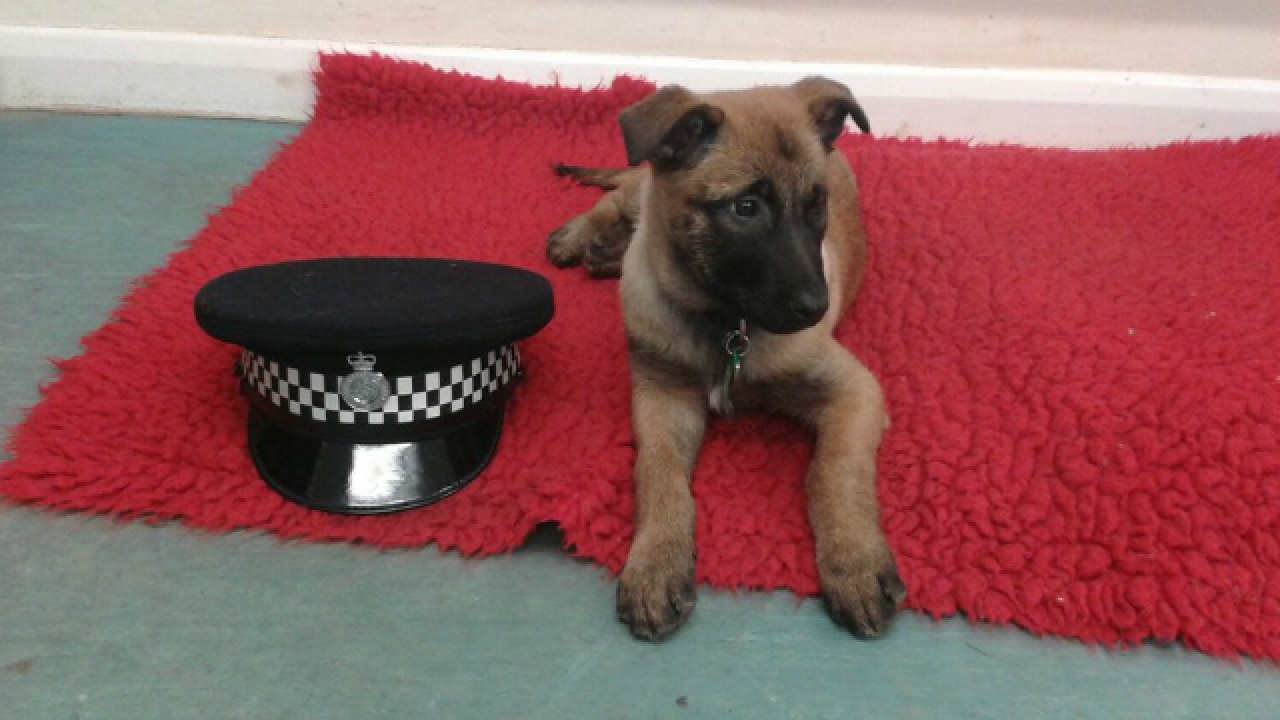 belgian malinois apartment