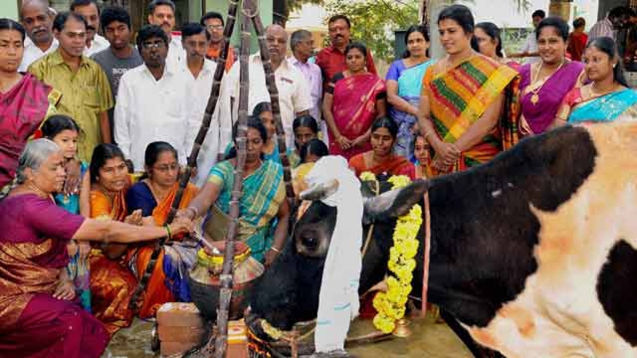 Pongal celebrated in Coimbatore