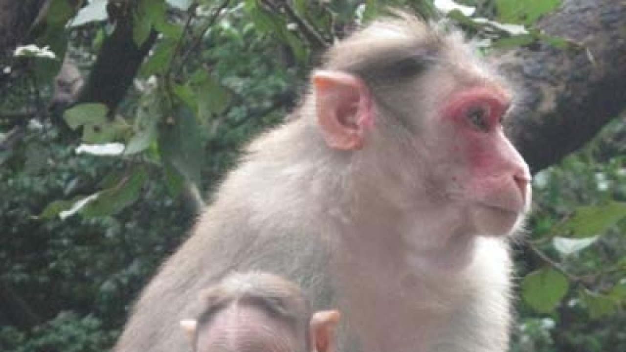 Head transplant successfully done on a monkey?