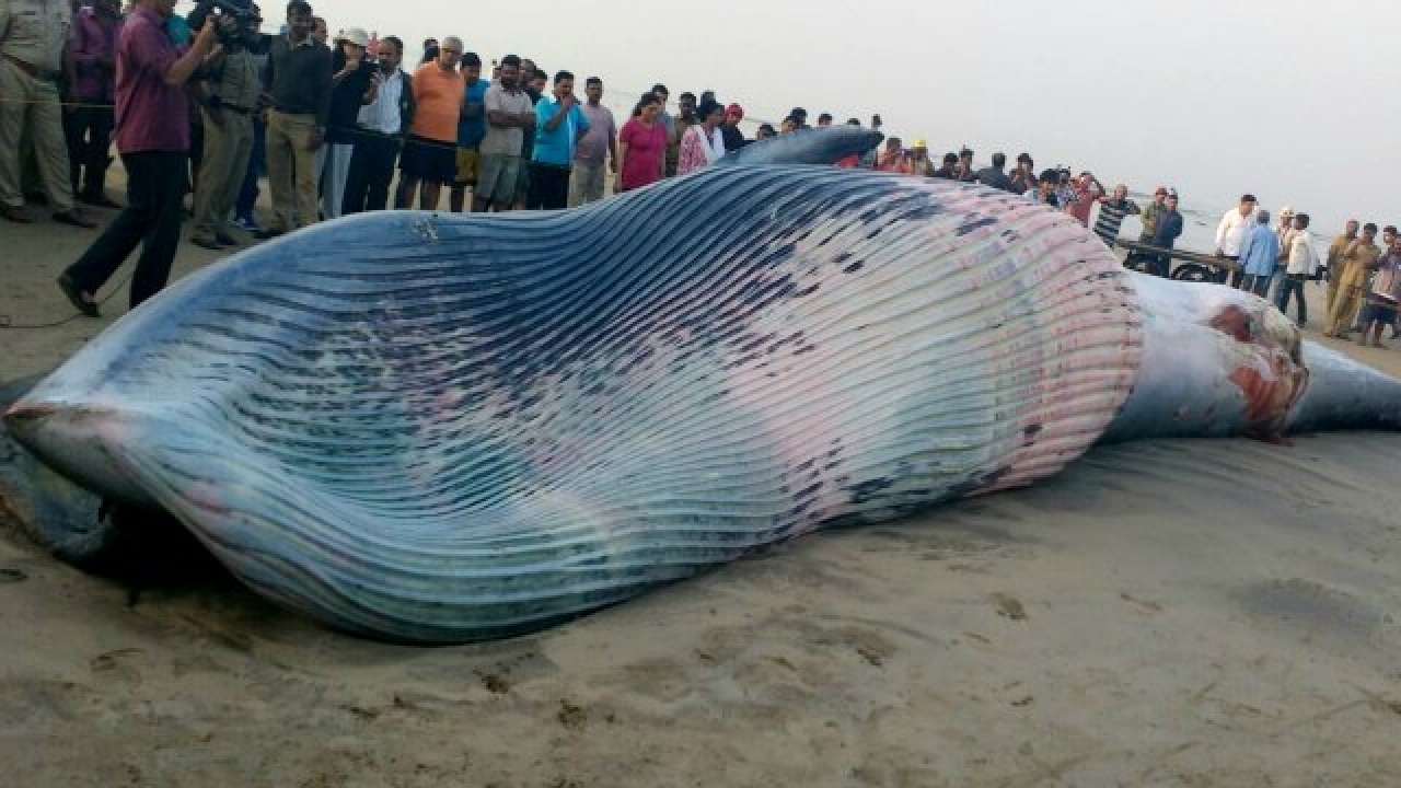 Mumbai: 35-ft long dead whale washes ashore Juhu beach