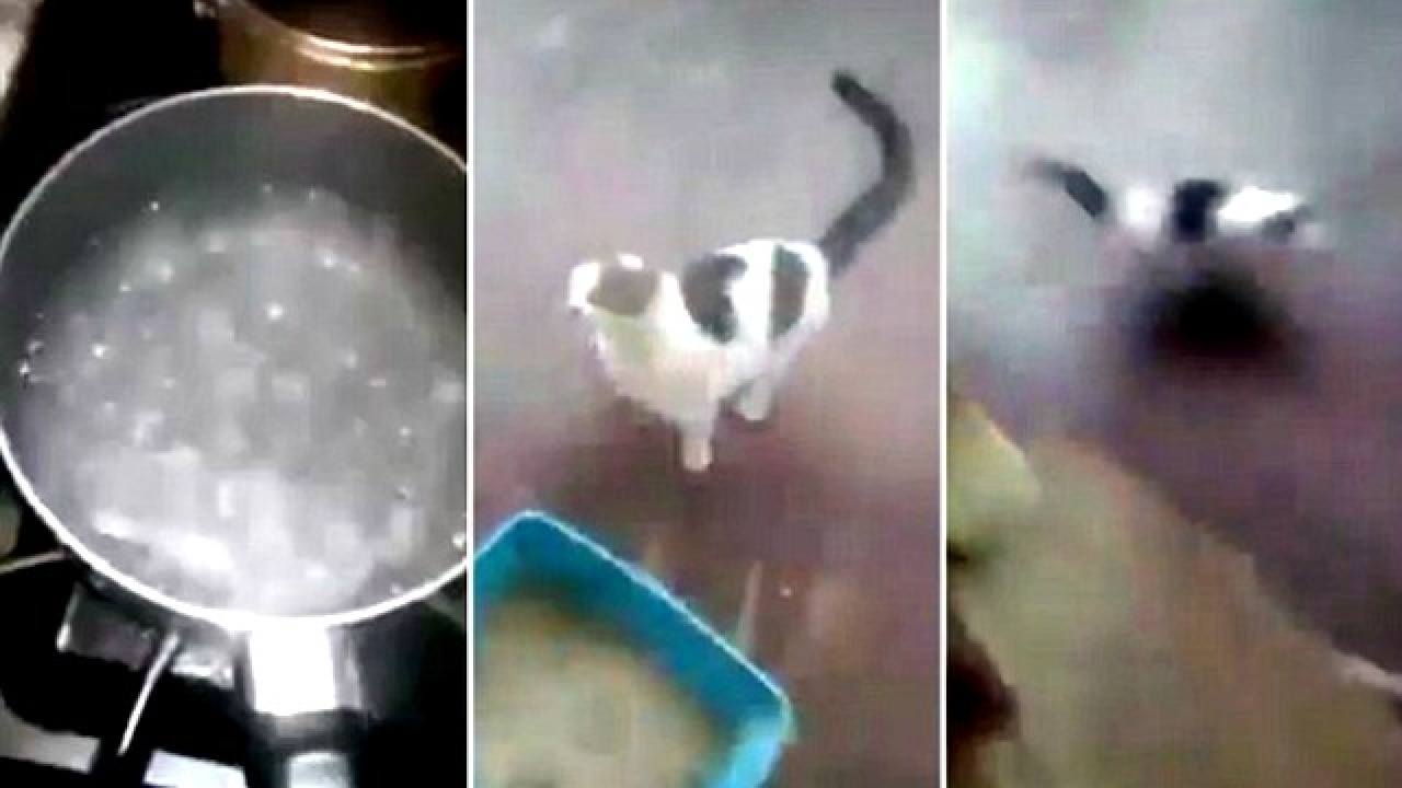 US teen arrested for pouring boiling water on cat