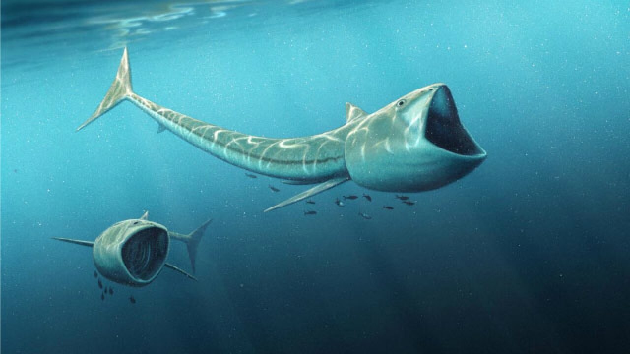 Scientists discover fossils of two new giant-mouthed fish species