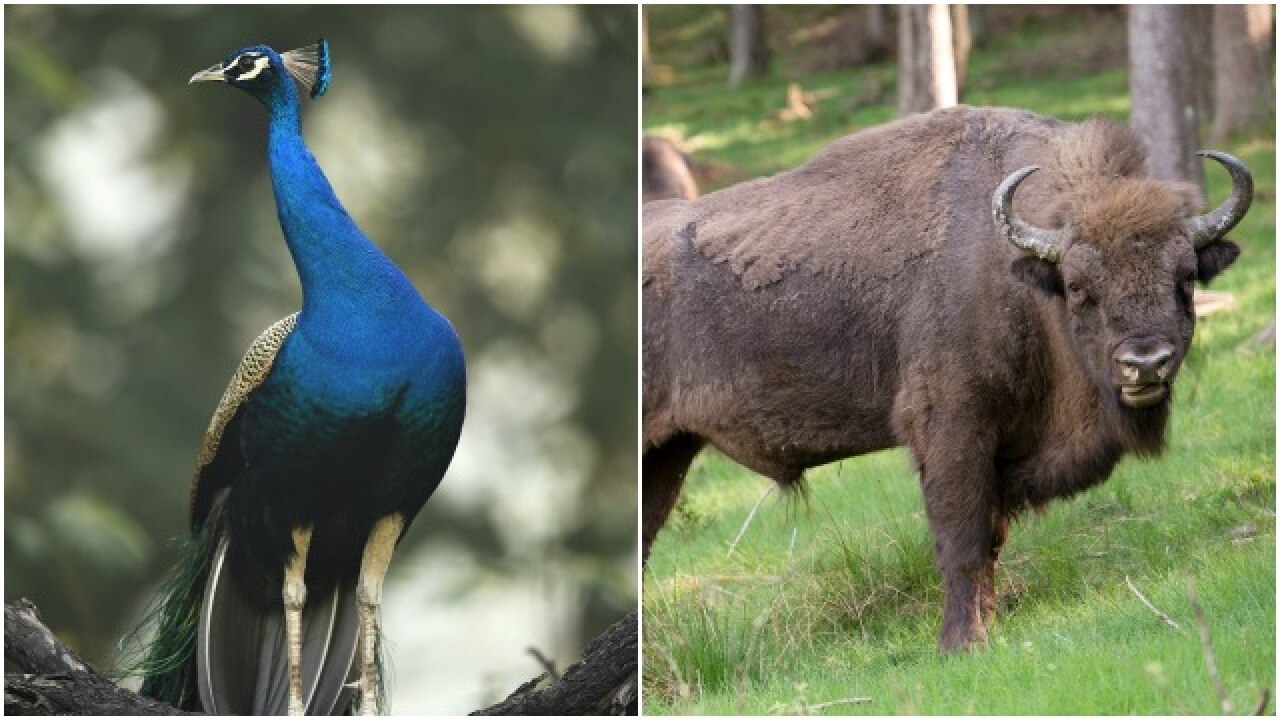 Goa govt proposes to tag national bird peacock, wild bison as 'nuisance animals' Goa govt proposes to tag national bird peacock, wild bison as 'nuisance animals'