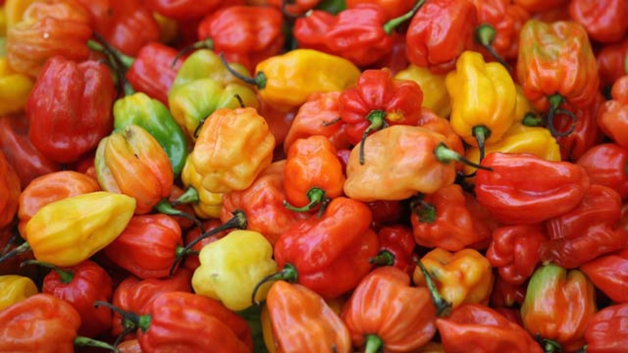 Here's the story of origin and worldwide conquest of chilli