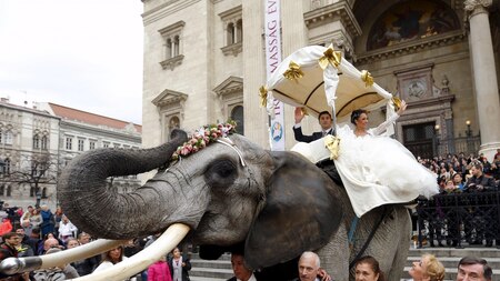 Circus acrobats celebrate their wedding ceremony riding atop an elephant