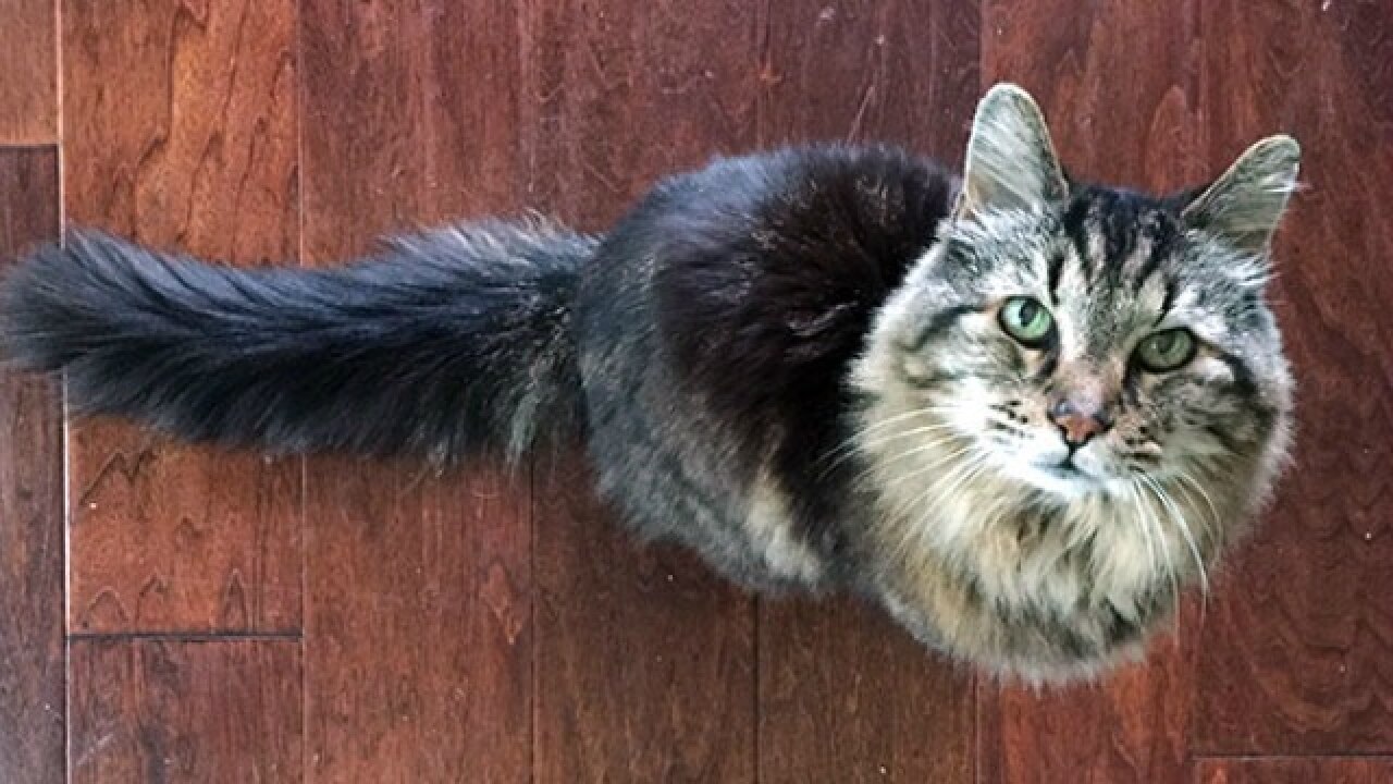 This Is The World s Oldest Living Cat According To Guinness World Records