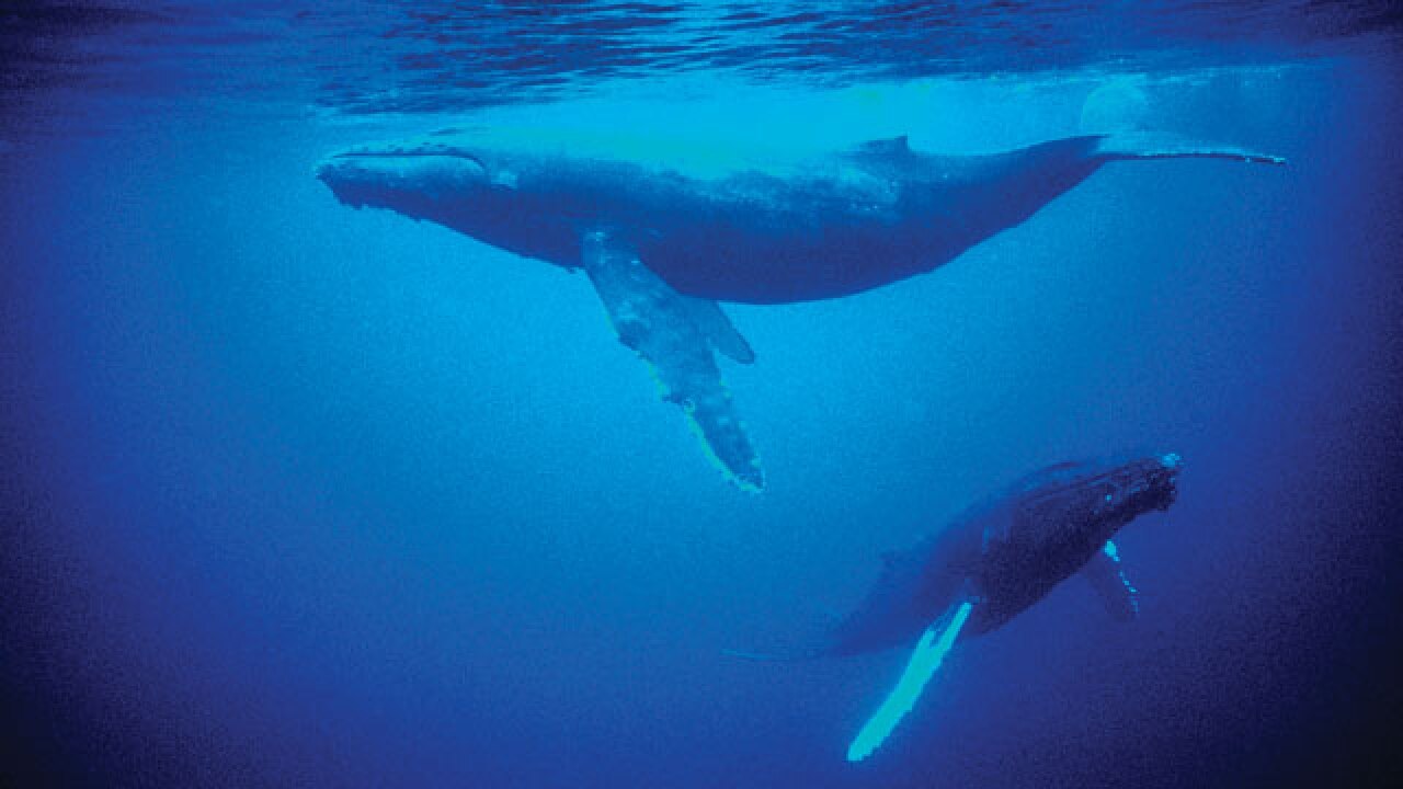 Is whales 'committing suicide' a natural process or a man-made phenomenon?