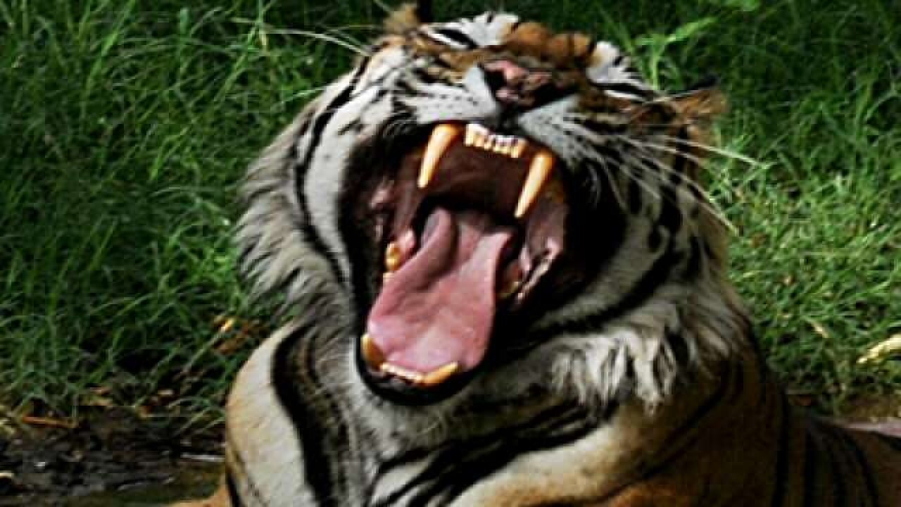 82 incidents of tiger attacking human in last 3 years