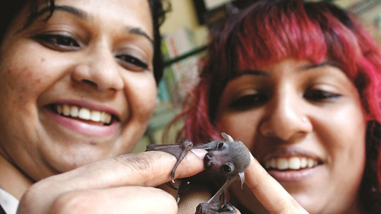 Fruit bat pup loses one mother, gets two in return
