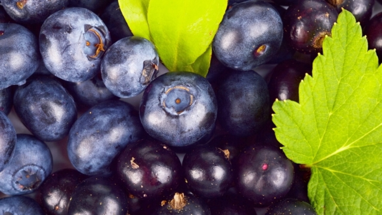 How blueberries could help fight Alzheimer's disease