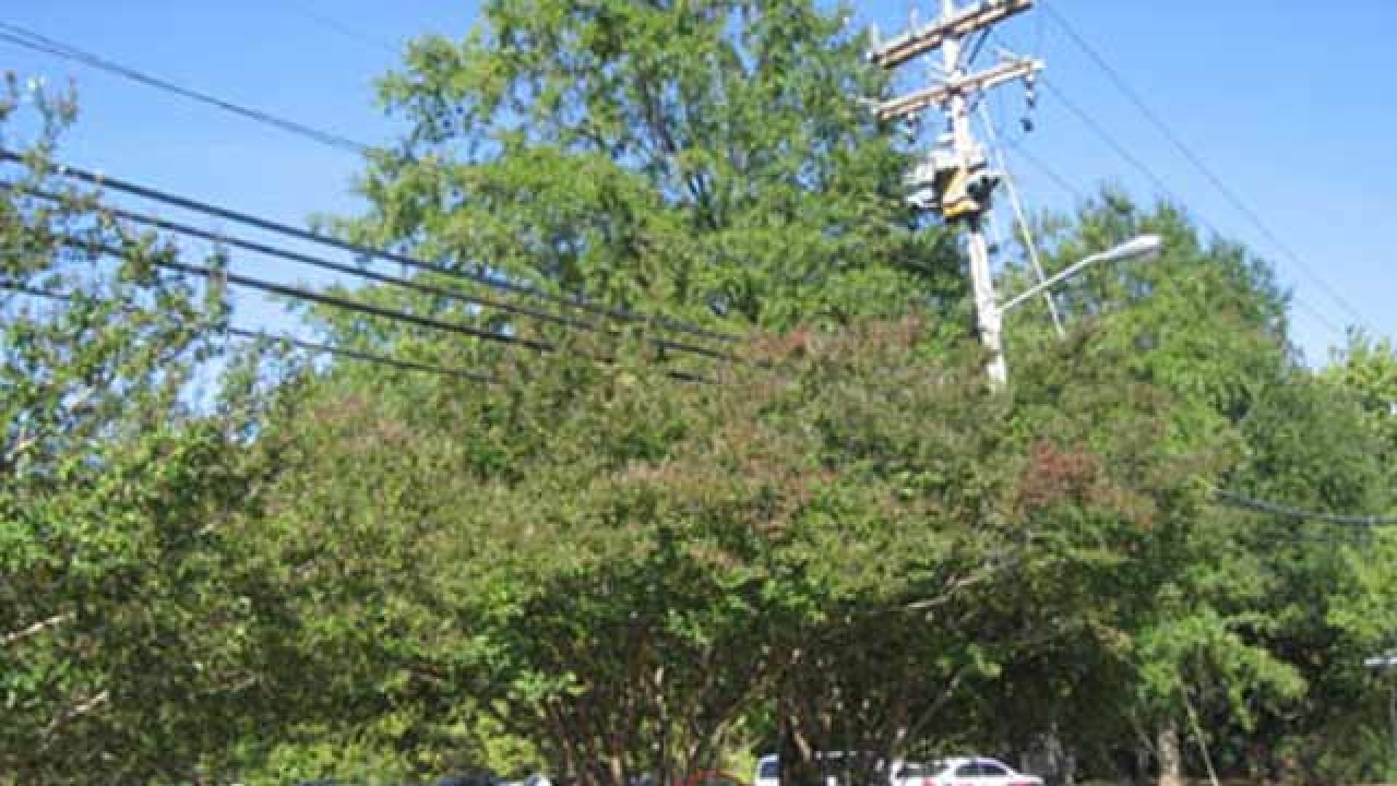 NGT slams over wires around trees in Delhi