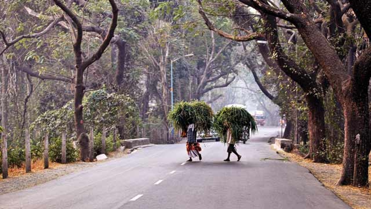 state handed over aarey land to metro corp illegally: ngo