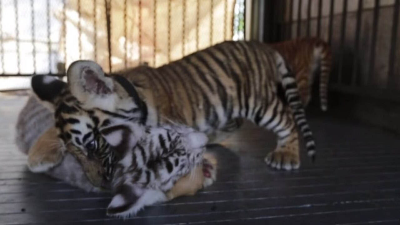 Endangered Bengal tiger cub born at Nicaragua zoo