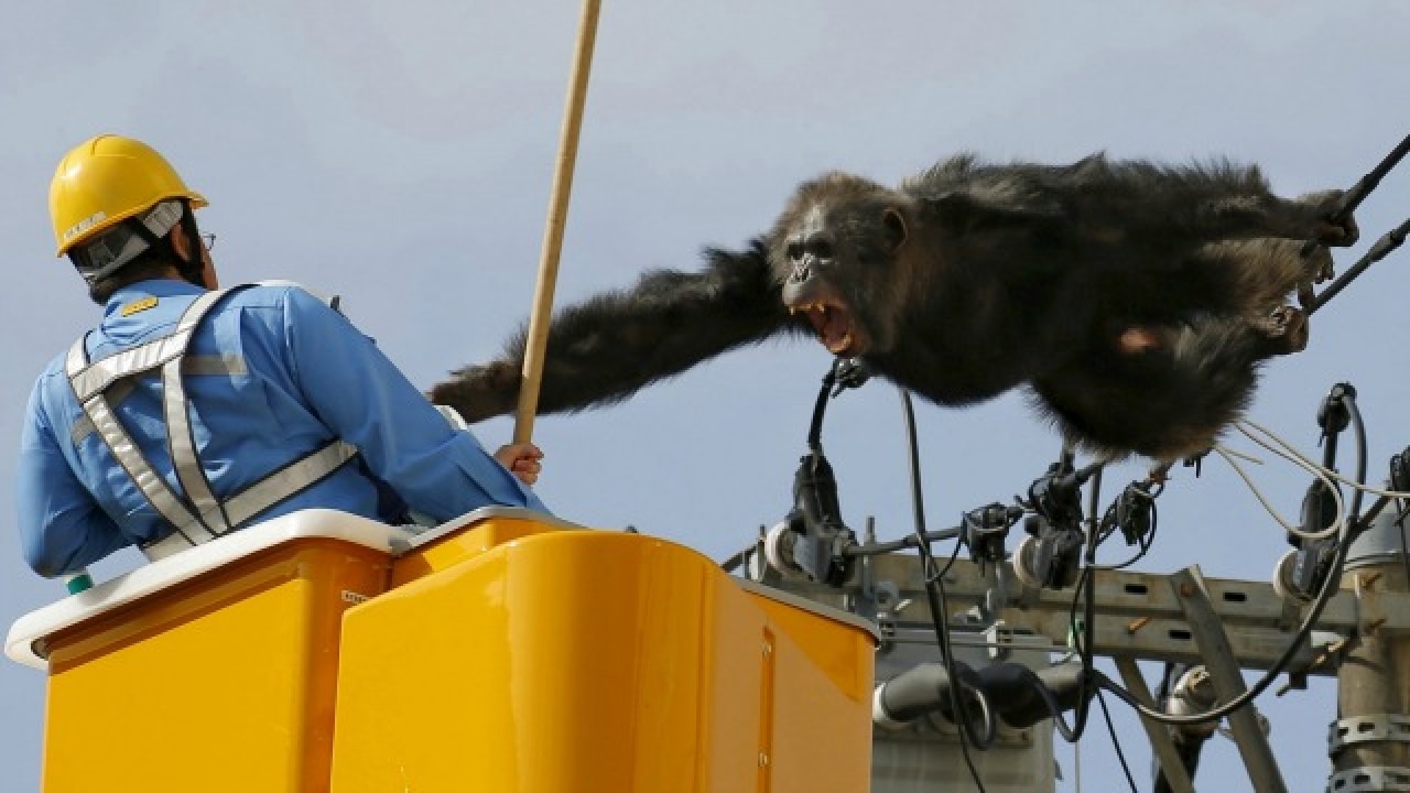 【インパクトページ 】WCP MONKEY KEEP IT REAL WCP バンクシー MONKEY KEEP IT REAL リプロダクション インパクト