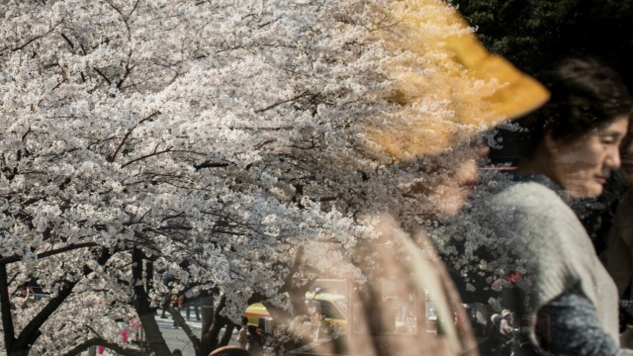 Women reflected in a window as they view cherry blossom trees