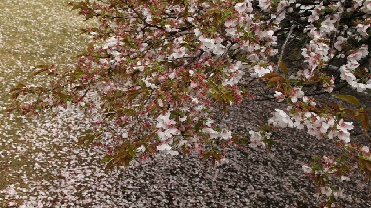 Sakura in full bloom