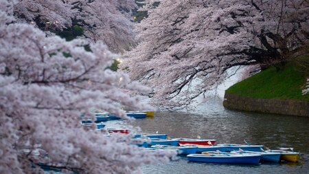Blooming cherry blossom trees at Chidorigafuchi in Tokyo