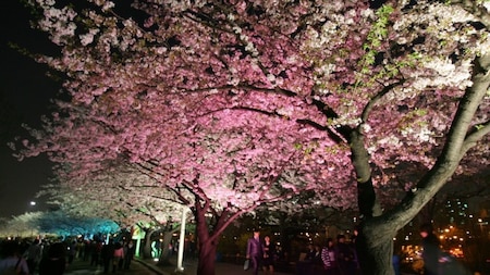 Youido blossom festival