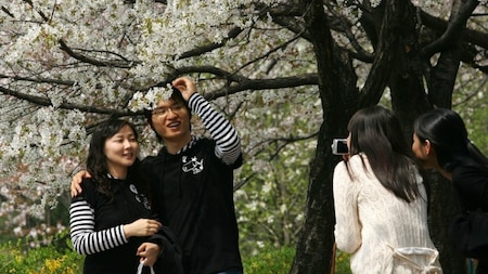 Couples poses with cherry blossoms
