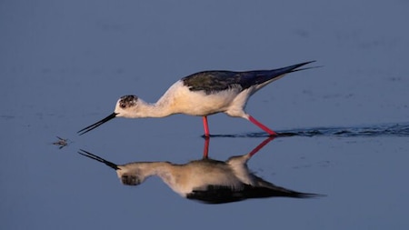 Amateur Honourable Mention: Black-winged Stilt