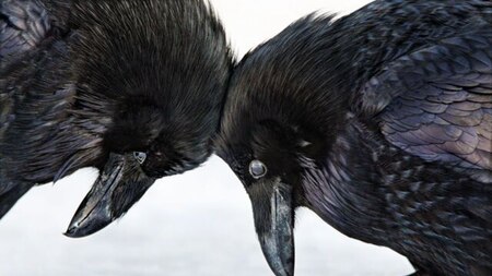 Amateur Honourable Mention: Common Raven